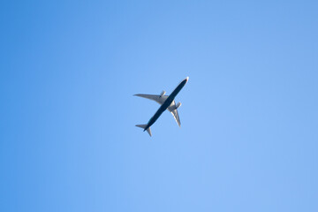 Obraz premium seagull in flight