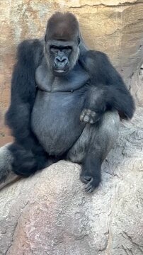 Scimmia allo zoo