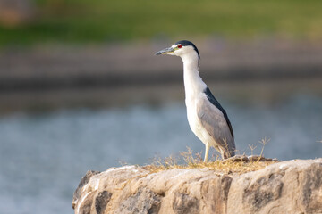 Night heron bird sitting on a rock