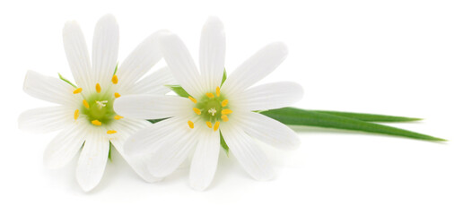 Fototapeta premium Two delicate white spring wildflowers isolated on white background