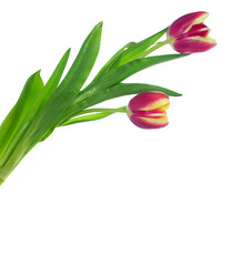 Fototapeta premium Beauty in nature. Two red tulips. spring flowers isolated on white background. Copy space. Greeting card.
