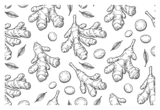 Ginger Root Hand Drawn Seamless Pattern Vector Illustration