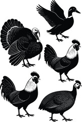 Naklejka premium Farm bird silhouettes, duck in flight, turkey feathers spread, rooster standing, guinea fowl design, poultry vector illustration, wildlife art, avian identification concept