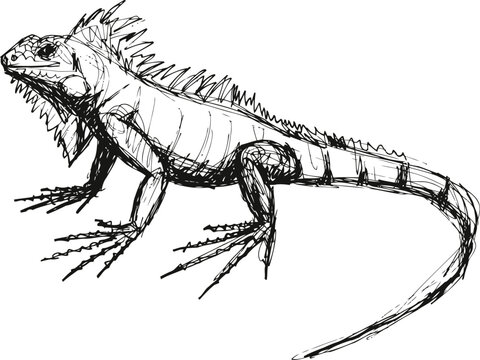 iguana lizard sketch hand drawn reptile side view drawing with spiny crest and long tail