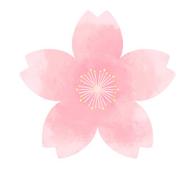 シンプルでかわいい桜の花　水彩風装飾イラスト　春の花