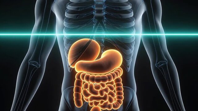 3D medical visualization of the human digestive system, stomach, intestines, and liver highlighted in a translucent body with a glowing scan, for diagnostics and anatomical insight