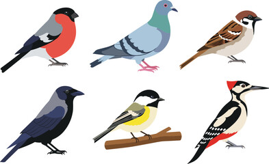 Common garden birds collection including pigeon sparrow crow and woodpecker vector set © EdGe Creative