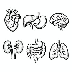 Detailed black and white medical illustration of human organs including heart, stomach, brain, kidneys, intestines, and lungs.