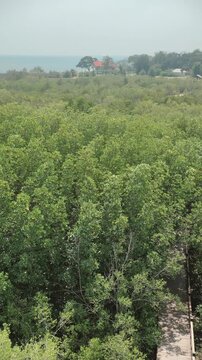 Aerial view of lush mangrove and seaside dwelling scene