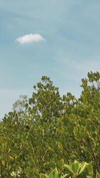 Calm outdoor environment with vibrant plants and gentle wind