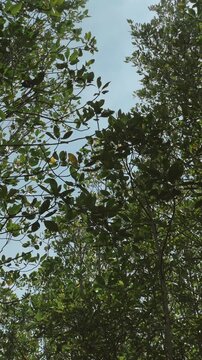 Peaceful quietness in shaded mangrove environment beneath overcast sky
