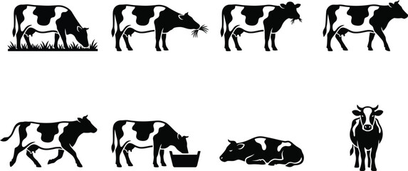 Set of vector illustrations depicting various poses and actions of cows in a minimalistic style for agricultural themes