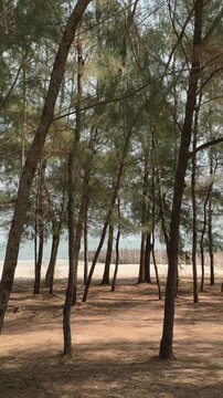 Tranquil pine forest opening overlooking sandy beach and expansive sea