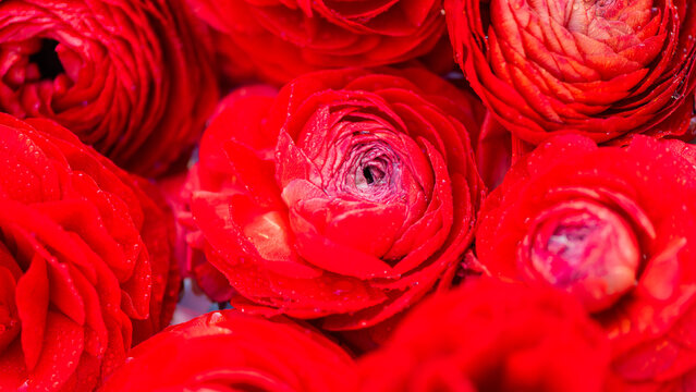 red ranunculus flowers and petals with waterdrops in abstract art background