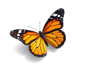 Obraz premium A vibrant monarch butterfly with striking orange and black wings, delicately perched, casting a soft shadow on the white backdrop