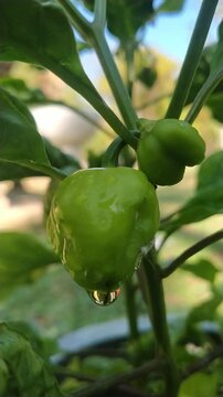 Scotch Bonnet Chili Peppers Growing on Tree with Bokeh Background	