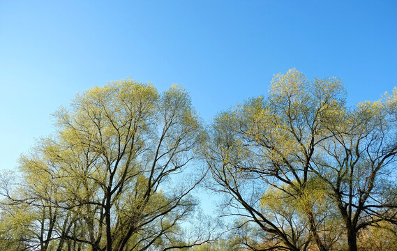 crones of trees with young little spring foliage against blue sky, abstract nature background. early spring season. Beautiful spring young green forest tree, view from below. template for design