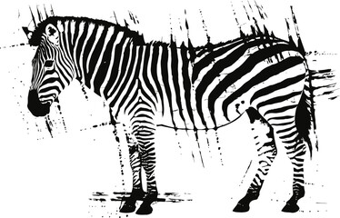 Fototapeta premium Zebra silhouette with grunge texture striped wild animal standing isolated on white background