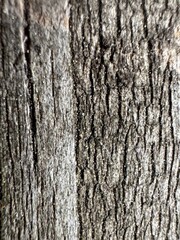 Fototapeta premium bark of a tree