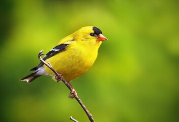 great tit parus major © alkoshy