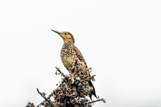 Chilean Woodpecker (Colaptes pitius) Perched on Branch Against Clean Background