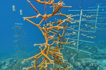 Fototapeta premium Coral nurserie - environmental protection concept. Coral colony fixed on sea bootom structure. Bonaire Caribbean Netherlands.