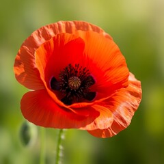 Fototapeta premium Red Poppy CloseUp.