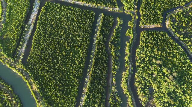 Drone shot of lush green mangrove forest and winding waterways in Kampot, Cambodia. Dense vegetation and natural channels create a striking landscape pattern.
