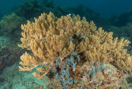 Coral reef and water plants in the Sea at Apo Island, Philippines
