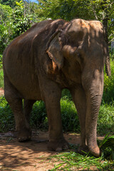 Fototapeta premium A large elephant wandering through a vibrant green landscape in Southest Asia. Dirt paths wind through the lush vegetation, while the animal explores its expansive, natural habitat.