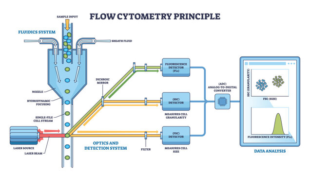 Flow cytometry principle visualizes single-cell stream hit by laser and measured by FSC-SSC fluorescence for data analysis, key objects, cell stream, laser, detectors. Outline diagram