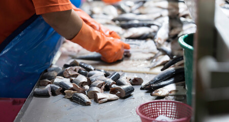 Pieces of fish, sliced. Canned fish factory, manufacturing and processing. Hands of worker cleaning, washing, scrape off fish scales and cut open the belly to clean © amorn