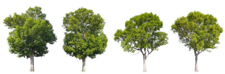 A premium collection of four lush green trees PNG transparent easy to drag and drop to main project © angkhan