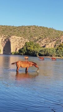 Wild Horses Crossing And Feeding On The Salt River In Arizona