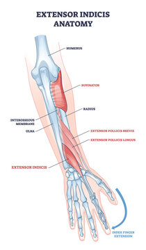 Extensor indicis anatomy highlights muscle and tendon enabling index finger extension, with radius and ulna labeled for context, key focus, extensor indicis, tendon, index finger. Outline diagram