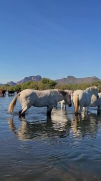 Vertical View Of White Wild Horses Standing In The Salt River In Arizona