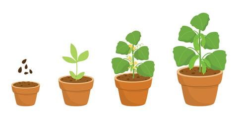 Obraz premium Cucumber Growth Stages, Germination to Plant Vector Illustration. Seed to Cucumber, Germination Illustration Sequence. Cucumber Sprout Steps