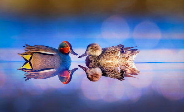 Swimming duck. Eurasian Teal. (Anas crecca) Blue water background. 