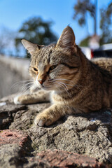 Obraz premium Cute cat relaxing in sunny weather. Warm light highlights soft fur and calm expression, showing the bond between animals and humans, comfort of home and peaceful outdoor atmosphere.