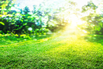 natural grass field background with blurred bokeh and trees in park