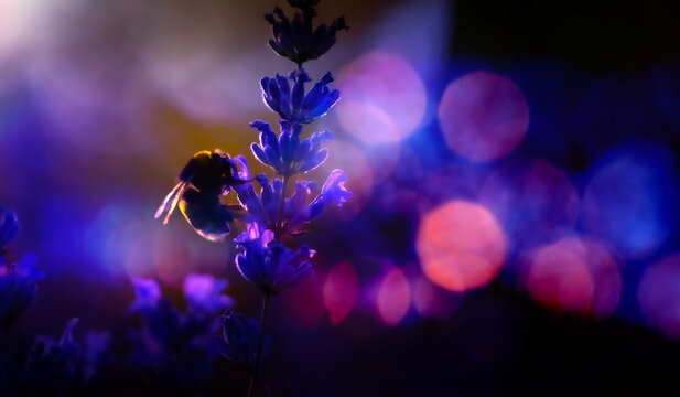 A cute bee. A natural, aesthetically pleasing background.