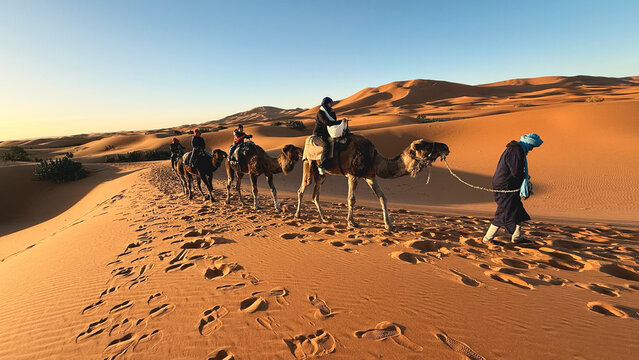 Camel caravan with guide leading tourists across desert dunes at sunrise