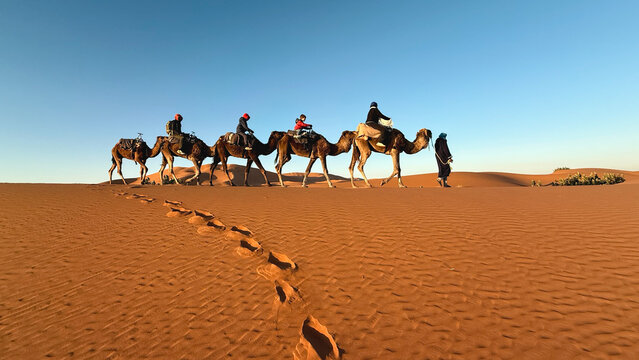 Camel caravan with tourists crossing desert dunes at sunrise