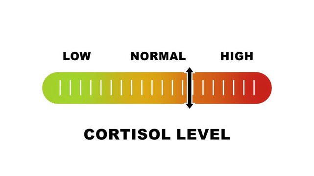 Cortisol level indicator scale. Low Normal High meter infographic animation on white background. Animation showing high cortisol level color gauge indicator for health and wellness content.