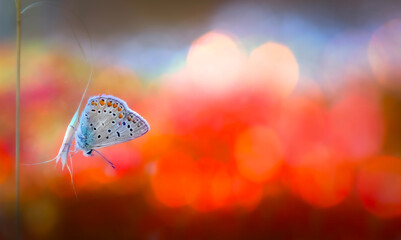 A wonderful photograph of a butterfly, one of nature's most adorable creatures. Natural background. © serkanmutan