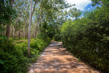 A sun-drenched dirt path cuts through a lush tropical forest. To the left, tall slender trees rise from the green undergrowth, while a dense hedge lines the right side.