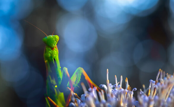 Praying mantis. Close-up photo. Macro nature. Nature background. 
