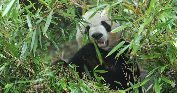 One giant panda eating bamboo in the forest