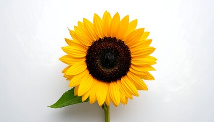 Obraz premium Bright yellow sunflower with a dark center and a single green leaf isolated on a white background