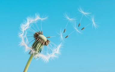 Dandelion seeds dispersing in the air against a clear blue sky from a close-up viewpoint